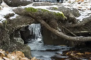 No People Winter Photography Prints: Icicle under a tree root of a small rivulet