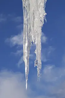 Frozen Winter Scene Prints: Icicles