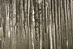 Winter Nature Scene Prints: Icicles