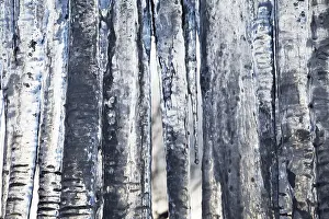 Atmospheric Winter Scene Prints: Icicles