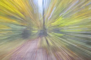 Images Dated 20th October 2024: Autumn Forest ICM Unsharp Print
