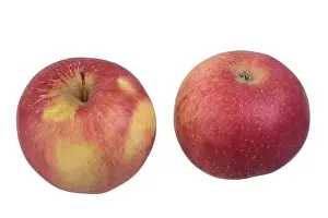 Full Length Apple Cutout Prints: Idared apple variety
