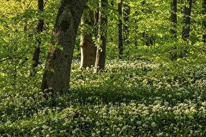 Lower Saxony Forest Landscape Prints: An idyllic deciduous forest in spring