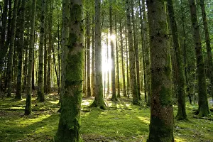 Idyllic Countryside Scenery Prints: Idyllic forest with sunlight
