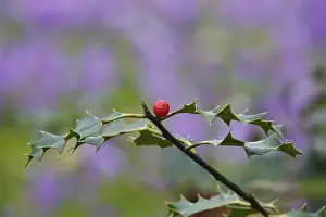 Springtime Flowering Plants Prints: Ilex, crocuses in the background