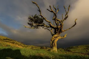 Solitary Tree Landscape Prints: Illuminated old tree with dark thundercloud