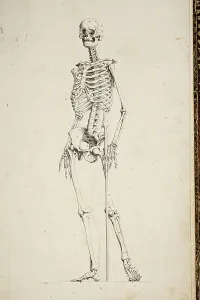 Human Skeleton Illustration Prints: Illustration of a human skeleton