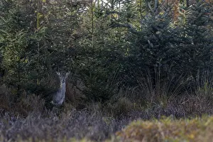 European Wild Animals Images Prints: While I'm still busy setting up the camera