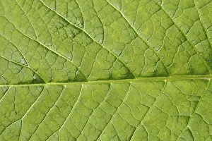 Abstract Leaf Design Prints: Image background - leaf structure