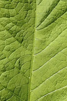 Abstract Leaf Design Prints: Image background - leaf structure