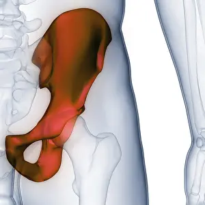 Joint Pain Diagnosis Prints: Image converted using ifftoany