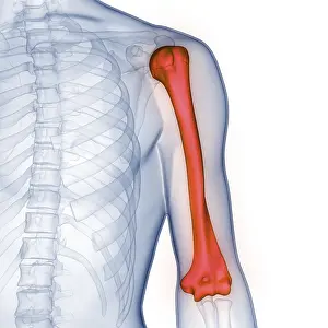 Joint Pain Diagnosis Prints: Image converted using ifftoany