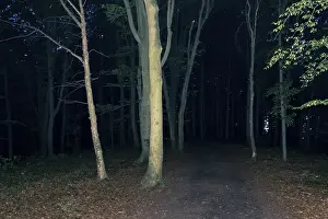 Nighttime Landscape Photography Prints: An image of a dark forest at night