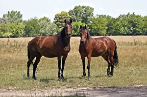 Horse Photography Prints: Image of two horses looking at the camera