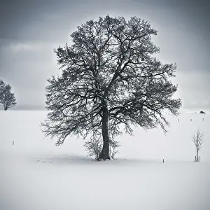 Southern Germany Winter Scene Prints: An image of a nice tree in a winter scenery