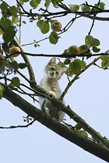 Adorable House Cat Picture Prints: The image of the scared kitten on a tree