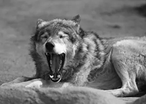 Predator Wildlife Photography Prints: The image of the wolf with an open mouth