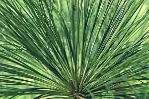 Decorative Plants Prints: Impression