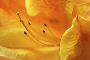 Flower Detail View Prints: Impression of flower