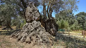 Southeast Europe Nature Prints: An impressive ancient tree with massive