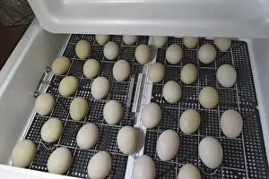 Incubator For Chickens Prints: Incubator for a conclusion of chickens