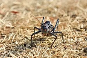 Etosha National Park Namibia Prints: An insect on a semi-solid ground