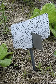 Agricultural Crops Europe Prints: Insect trap in vegetable patch, Germany