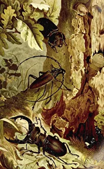 Stag Beetle Illustration Prints: Insects, Stag Beetle and Heldbock