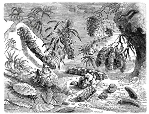 Historic Animal Depictions Prints: Insects, various shells of Phryganidae