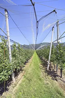 Agricultural Crop Europe Prints: Intensive fruit cultivation Apples