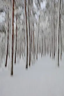 Intentional Camera Movement Prints: Intentional camera movement (ICM)