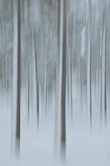 Intentional Camera Movement Prints: Intentional camera movement (ICM)