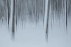 Intentional Camera Movement Prints: Intentional camera movement (ICM)