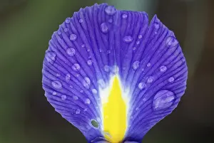 Nature Flowering Plants Prints: Iris