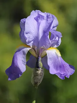 Open Air Plants Prints: Iris