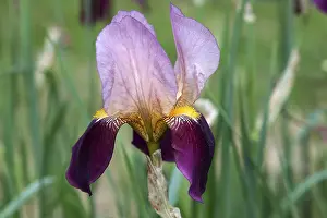 Close Up Iris Prints: Iris (Iris)