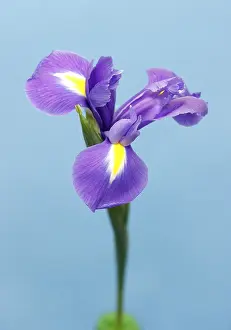 Bearded Iris Prints: Iris (Iris)