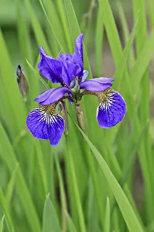 Deserted Flower Field Prints: Iris (Iris)