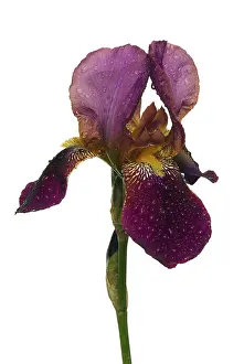 Spring Flowering Plant Details Prints: Iris, iris