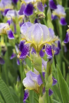 Exterior View Of A Yard Prints: Iris, iris