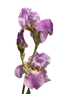 Deserted Garden Bloom Prints: Iris, iris