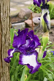 Bearded Iris Prints: Iris, iris