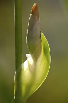 Close Up Flower Prints: Iris (Iris Germanica)