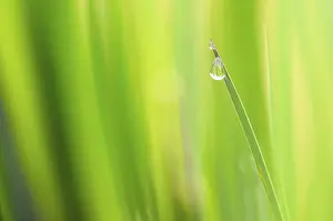 Close Up Nature Photo Prints: Iris (Iris sp.) leaf tip with rain drop, Germany