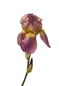 First Day Of Spring Image Prints: Iris isolated, iris isolated 03