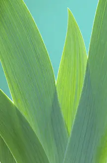 Deserted Plant Life Prints: Iris leaf, iris leaf