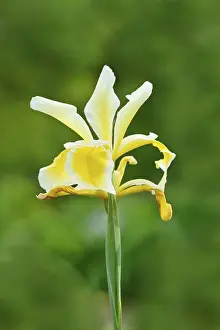 Images Dated 5th June 2024: Iris orientalis Print, a photograph of the flower in bloom