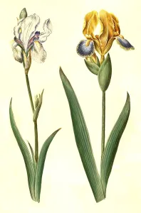 Historic Flower Illustration Prints: (Iris pallida), pale iris and Iris variegata