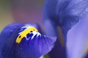 Summer Blooming Flowers Prints: Iris reticulata