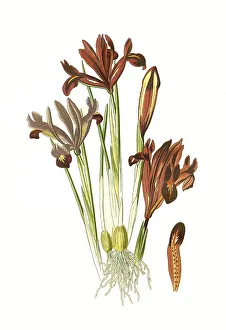 Iris Reticulata Prints: Iris reticulata, Netted Iris. Netted iris